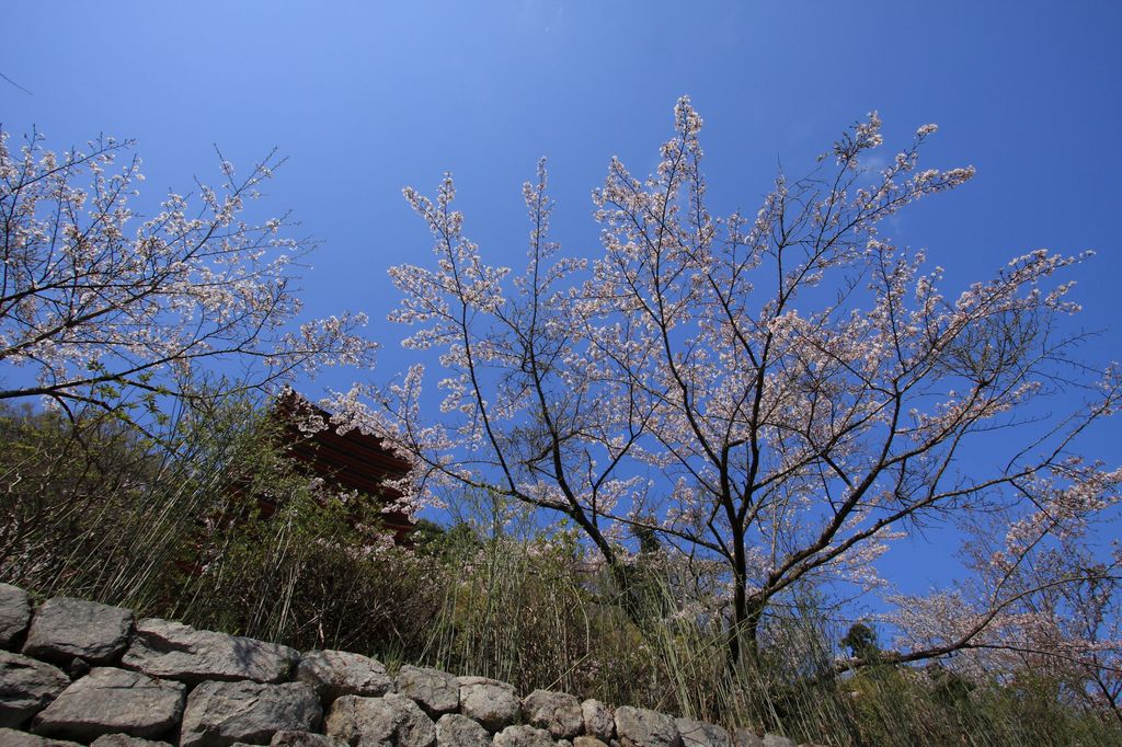 奈良・談山神社にて1
