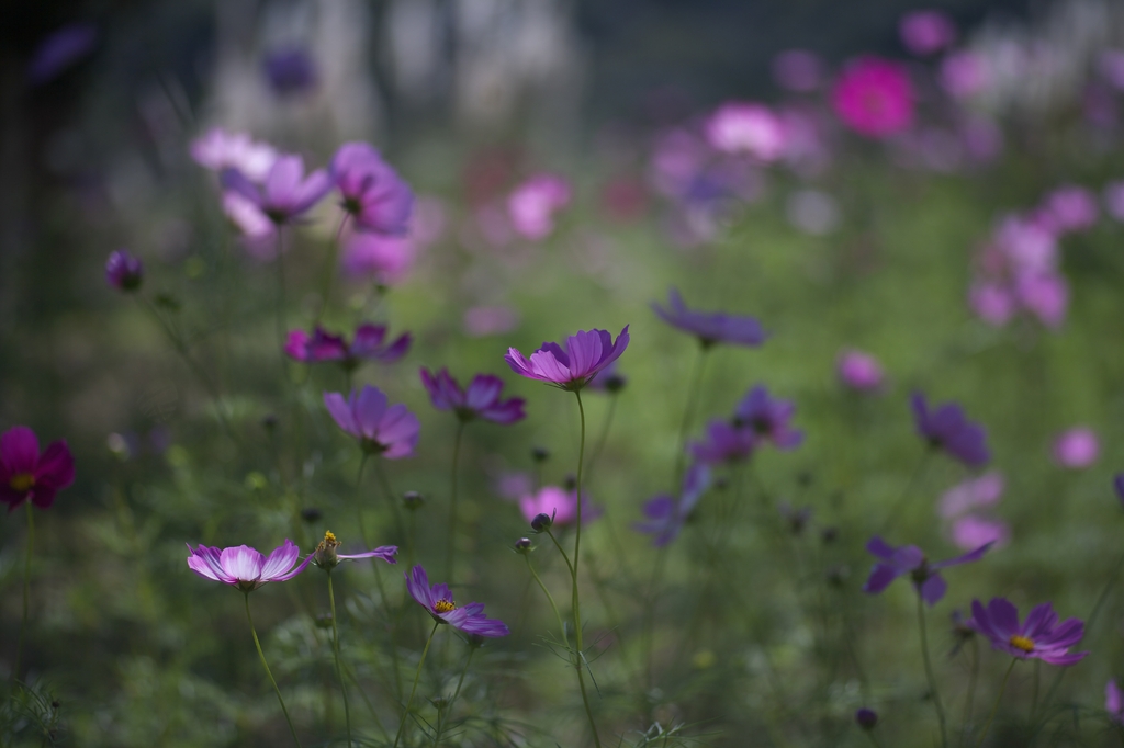 秋桜３