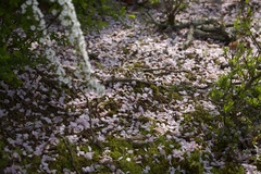 吉野の桜