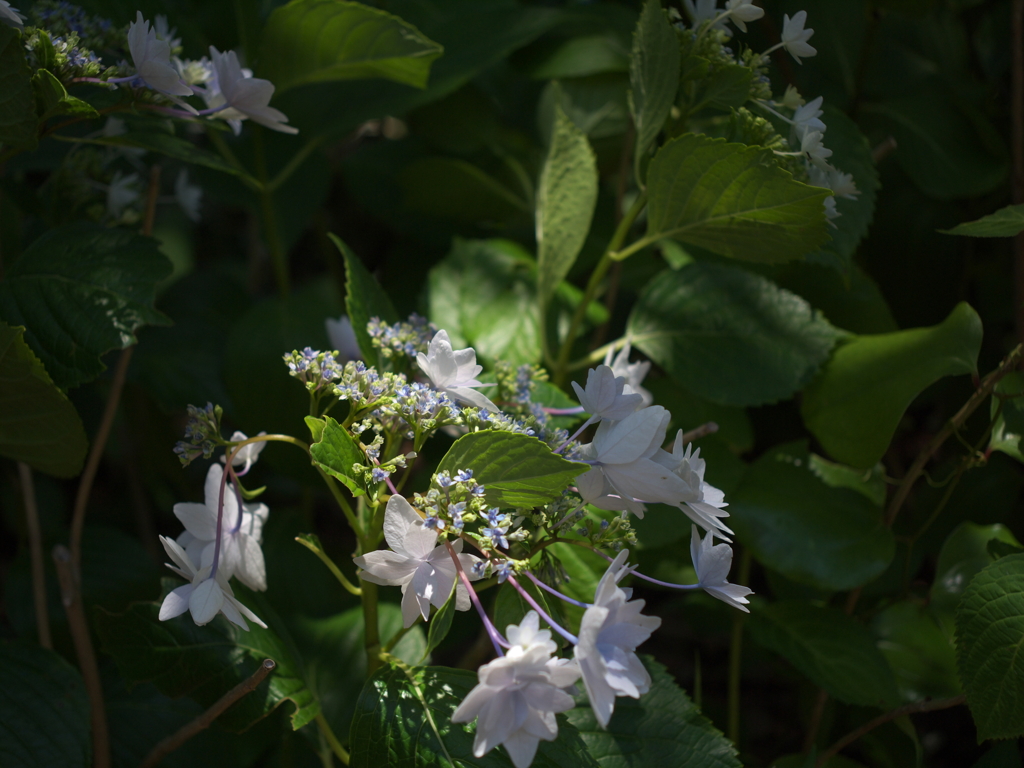 紫陽花