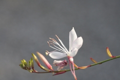 白蝶草