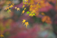 紅葉（救馬谷観音）