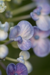 紫陽花