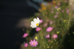 秋桜