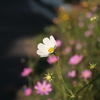 秋桜