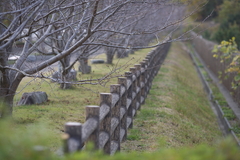 桜はまだ．．．