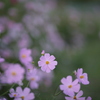 秋桜２