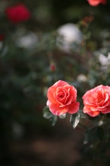 四季咲きのバラ