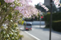 高野山