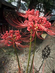 彼岸花