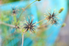 くっつき虫