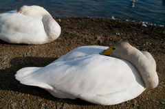 ウトナイ湖