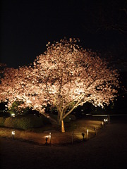 闇夜に光る桜