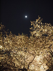 夜桜＠二条城