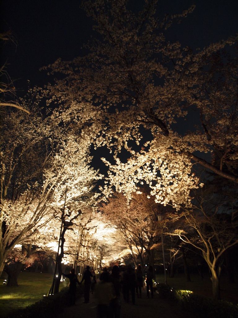 桜のトンネル