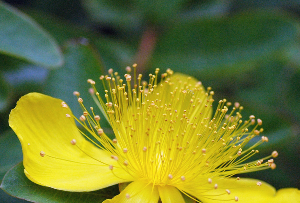 花の中の賑わい