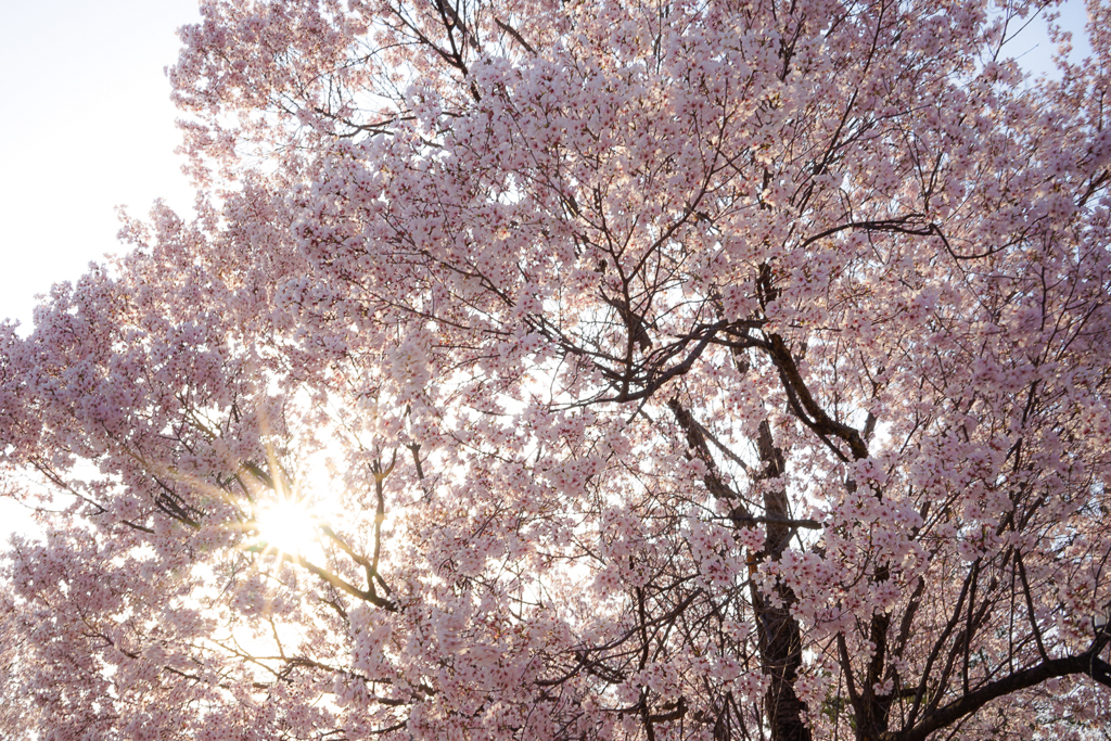 春の陽に