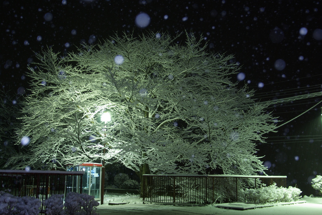 雪の降った日