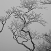 霧氷情