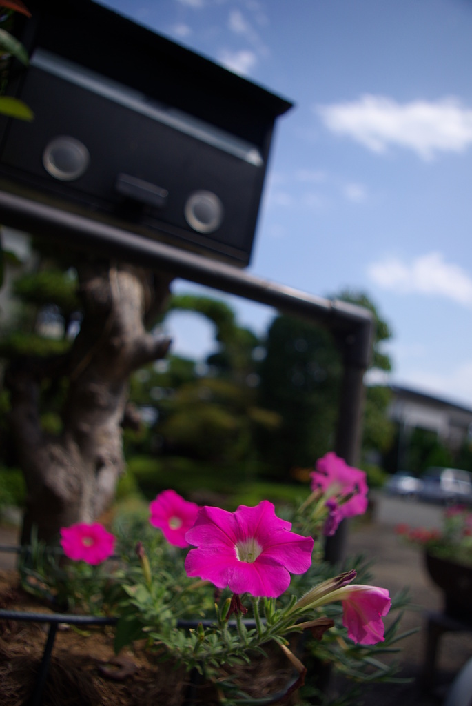 庭先