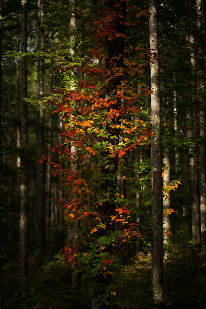 tree