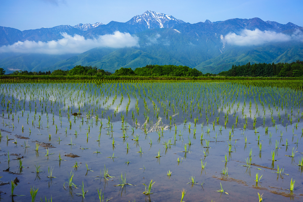 甲斐駒ケ岳の春