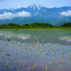 甲斐駒ケ岳の春