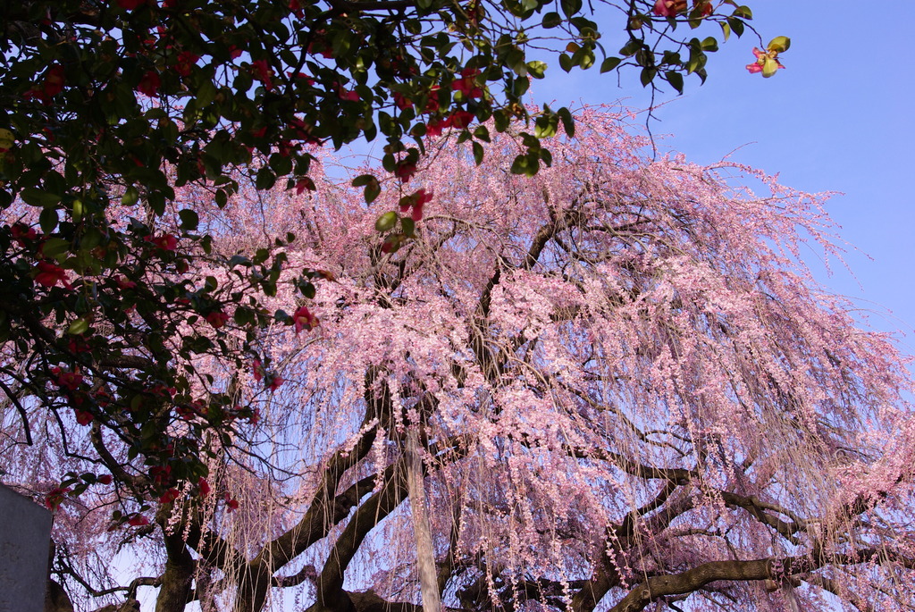 慈雲寺２