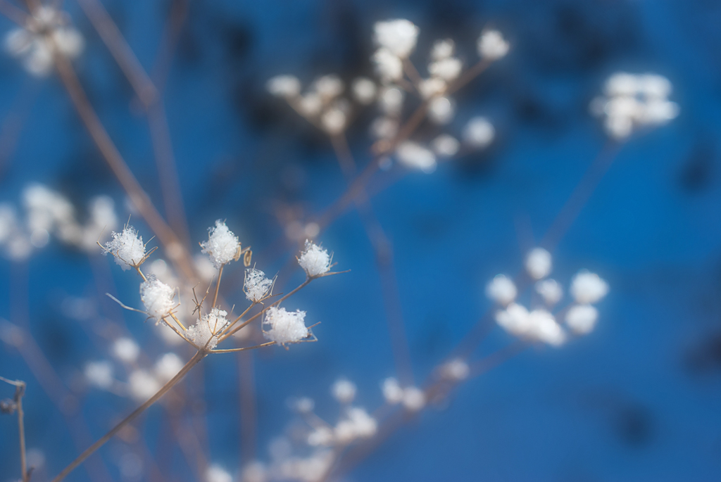 雪の華