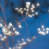 雪の華