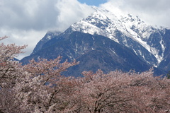 甲斐駒と桜