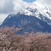 甲斐駒と桜