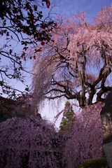 慈雲寺 