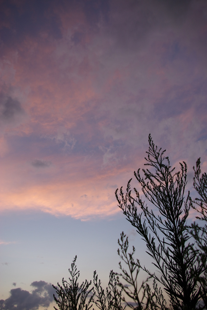 雑草と空