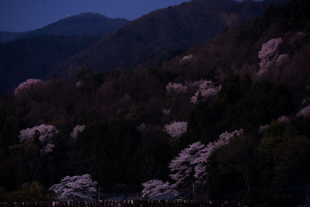 夜桜