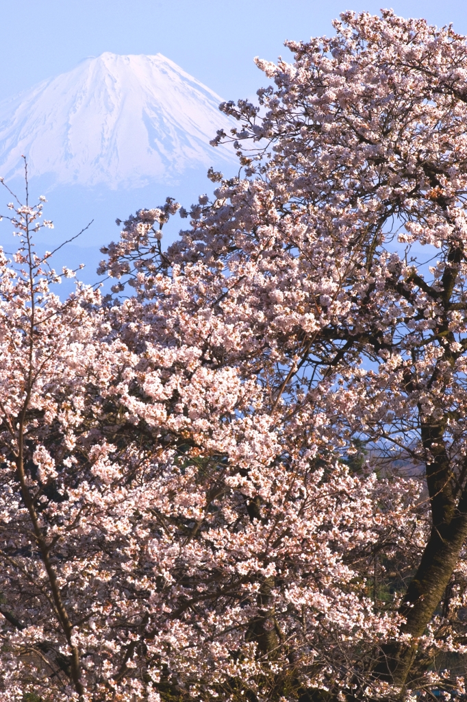 桜に浮かぶ