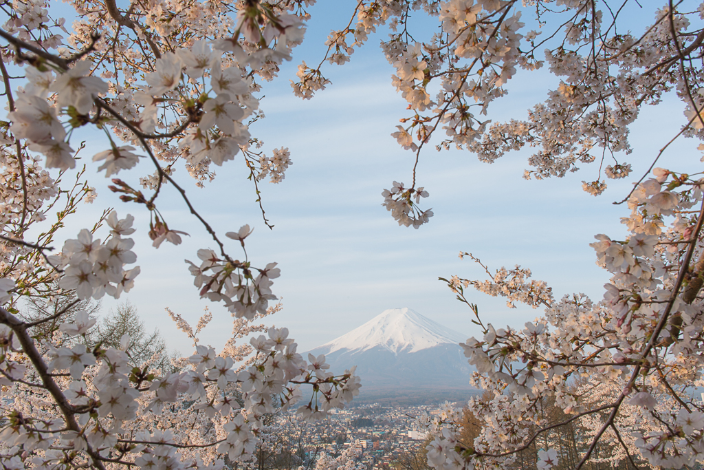 桜の咲く頃に