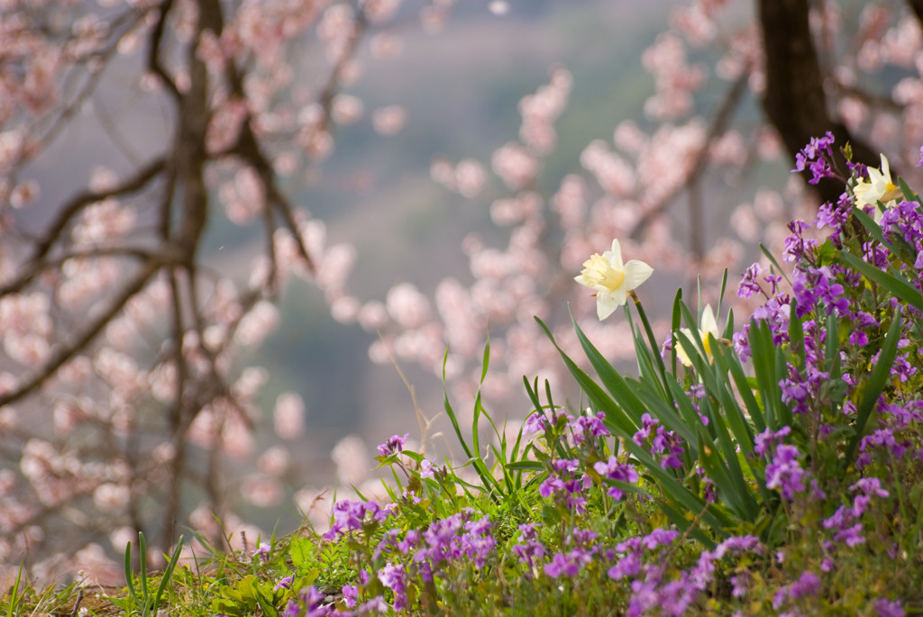 桜咲くころ