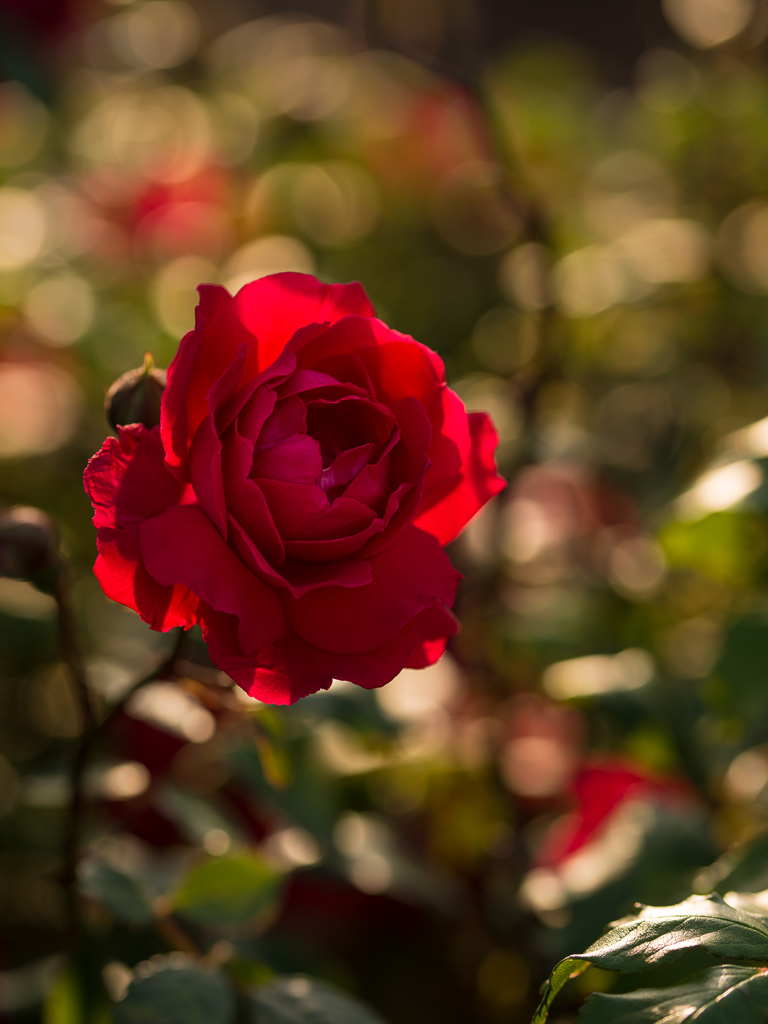 薔薇