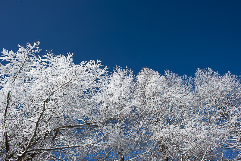 雪華