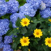 黄色い花と紫陽花