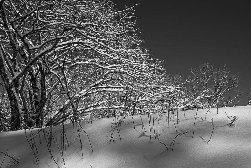 雪にも負けず