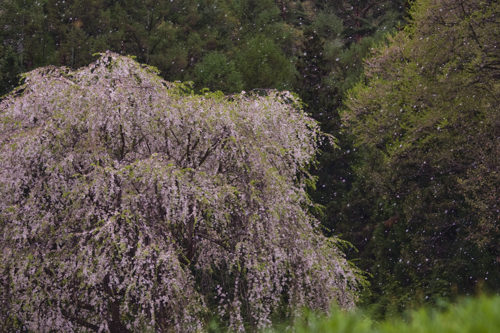 桜風