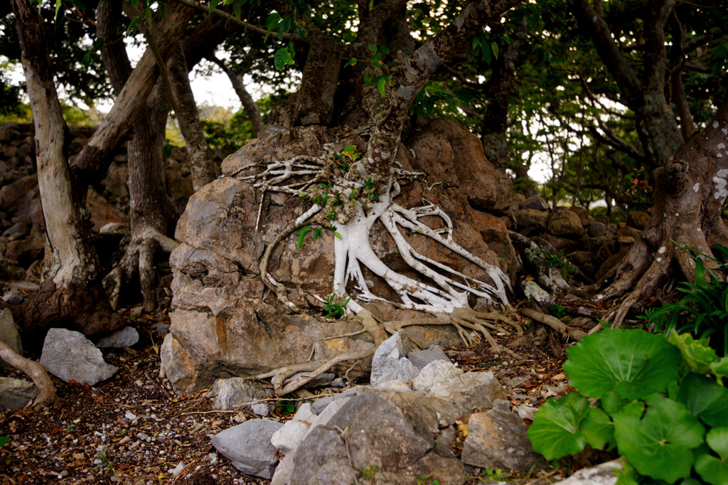 世界遺産 沖縄 今帰仁城跡-18