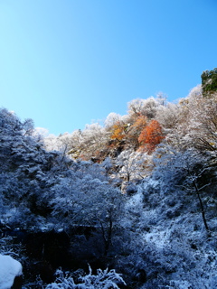 紅葉初雪