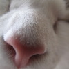 猫ちゃん２