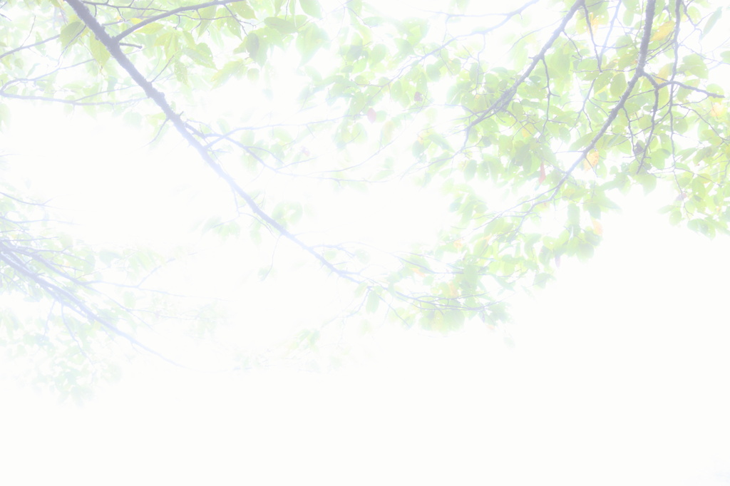霧葉