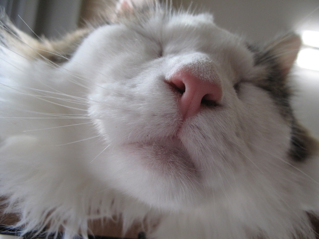 猫ちゃん