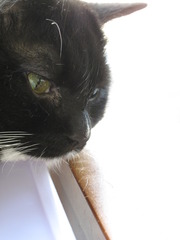 途方に暮れる猫