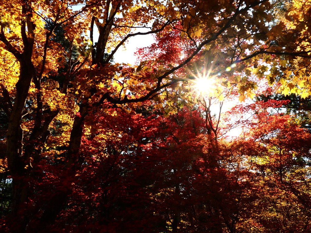 田母沢御用邸の紅葉14